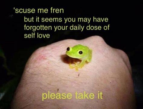 Good Vibes Only Wholesome Animal Memes 31 Memes Frog Pictures