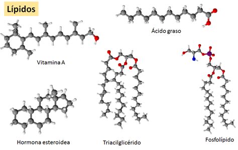 Biomoleculas Organicas 2016