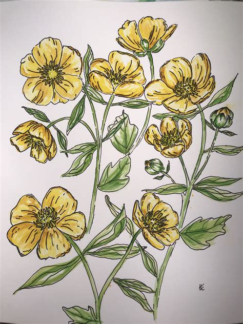 Watercolour Painting Of Buttercups By Ie Watercolour Drawings