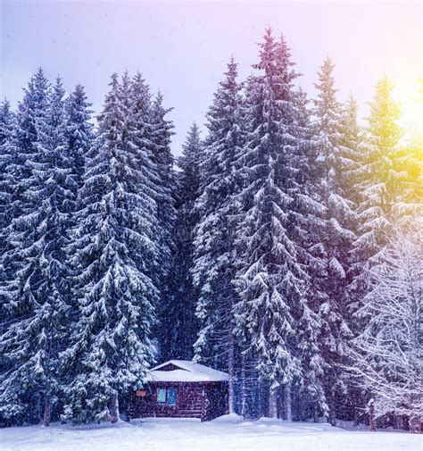 Christmas Winter Landscape Stock Image Image Of Spruce 101688937