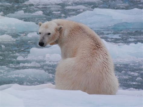 Polar Bear Encounter Robin Ratchford Traveller Writer Adventurer