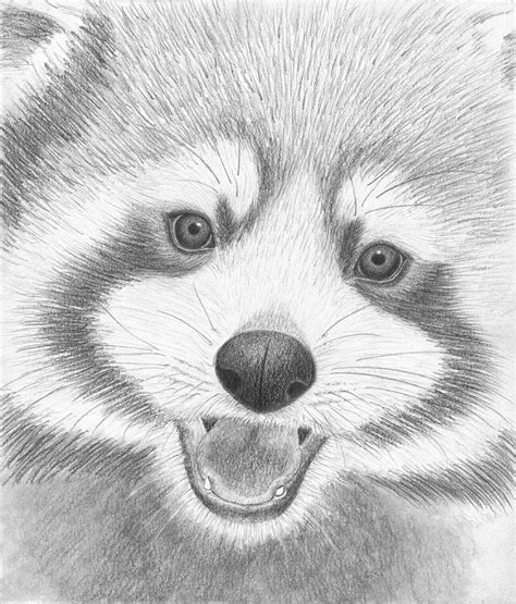 Red Panda Drawing By Tammy Liu Haller