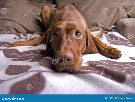 Tired Cute Dog Stock Photo Image Of Cute Beauty Beautiful 11453168