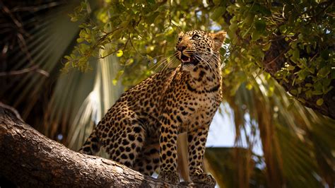 Leopard Is Sitting On Tree Branch Facing One Side Hd Animals Wallpapers