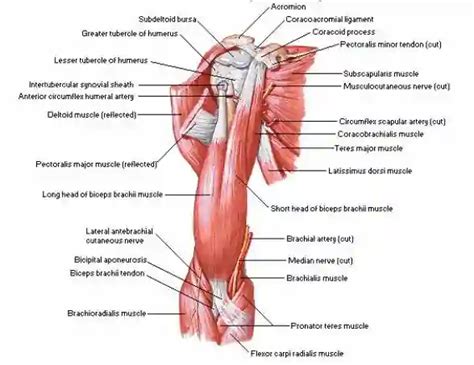 Biceps Brachii Muscle Origin Insertion Function Action And Test Jotscroll