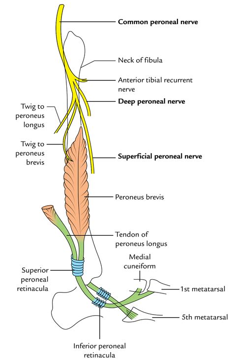 Sensory Nerve Distribution Leg