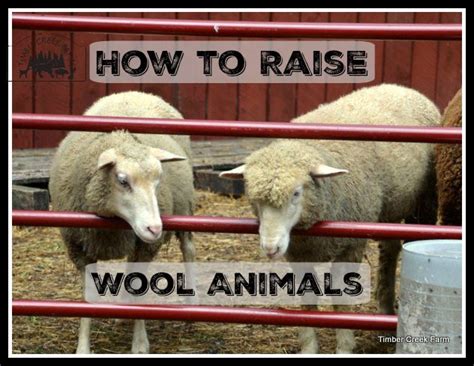 I Raise Wool Animals For Yarnthe Beginning Of Any Wool Yarn Starts