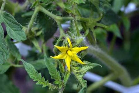 How Long After Flowering Do Tomatoes Appear Vegetable Gardenerx