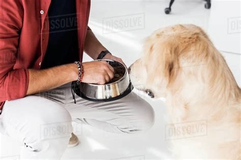 Cropped View Of Man Feeding Golden Retriever Dog From Hand Stock