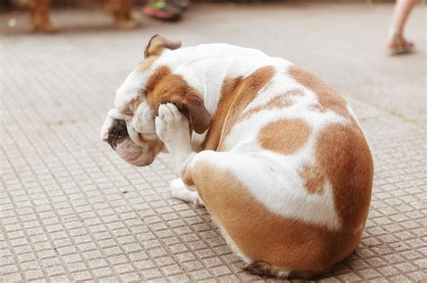 7 Natural Home Remedies For Itchy Dogs