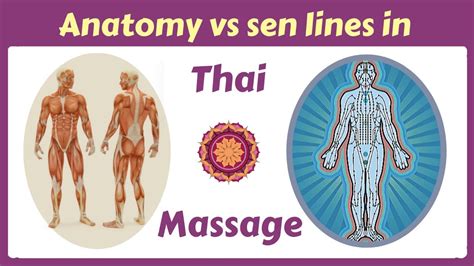 The Truth About Thai Massage And Anatomy Youtube