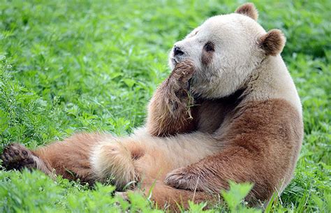Worlds Only Brown Panda Finds Happiness After Being Abandoned At