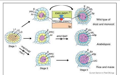 Specification Of Tapetum And Microsporocyte Cells Within The Anther