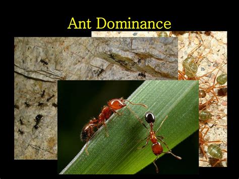 Ppt Ecology Of Ants Powerpoint Presentation Free Download Id5810687