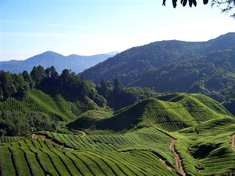 For the more ecological minded visitors, cameron highlands has many jungle trails. Cameron Highlands District - Wikipedia
