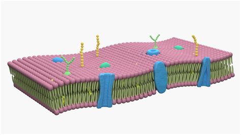 Cell Membrane Lipid Bilayer 3d Model By Esfey