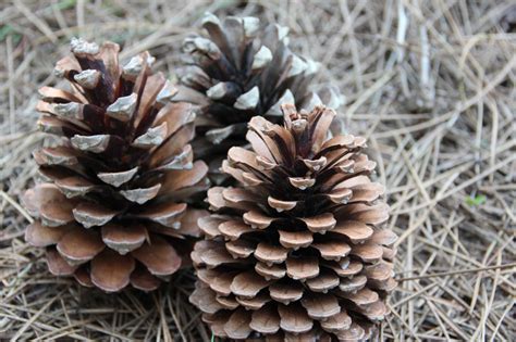 Pi̇kni̇k ve mesi̇re alani diğer sektörler sektöründe hizmet vermektedir. Çiçekçiler Mesire ve Piknik Alanı - Resim Galeri ...