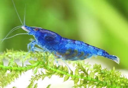 Carrying Blue Dream Shrimp Blue Velvet Shrimp Neocaridina Davidi