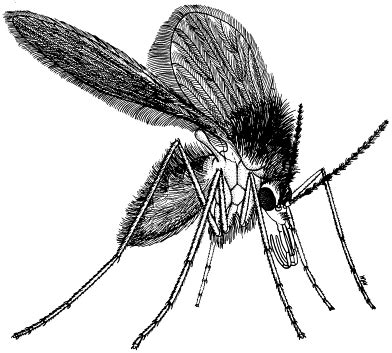 The Biology And Control Of Phlebotomine Sand Flies Clinics In Dermatology