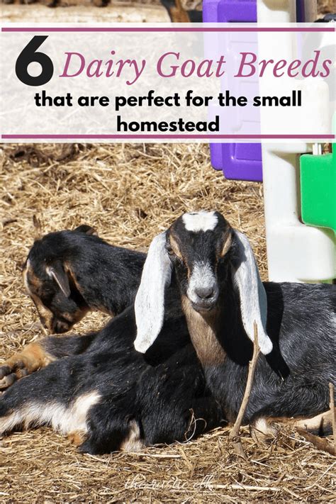 6 Dairy Goat Breeds Perfect For A Small Homestead Dairy Goats Goats