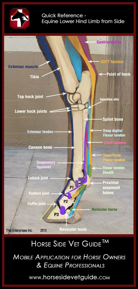 Proximal Suspensory Ligament Injury Hind Limb Horse Side Vet Guide Images