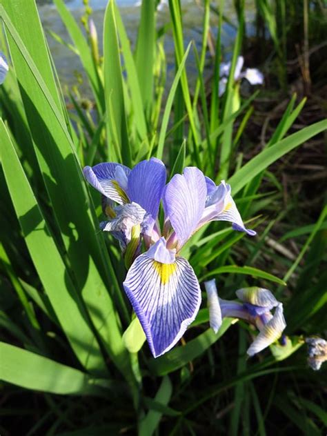Southern Blue Flag Iris Virginica Var Shrevei Photo By Kirk Nelson