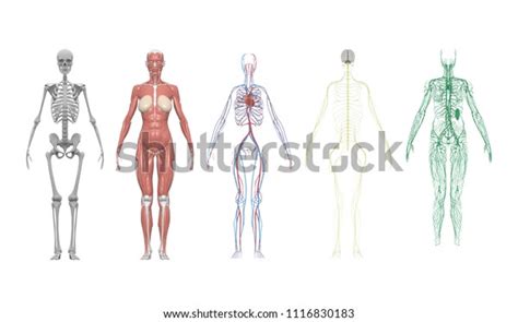 Medical Education Chart Biology Human Body Stock Illustration 1116830183