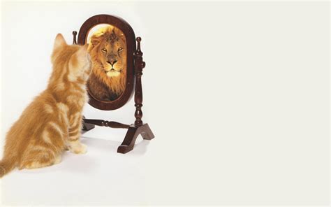 Download Cat Looking In Mirror Sees Lion By Ccarlson Wallpaper That Looks Like Mirror