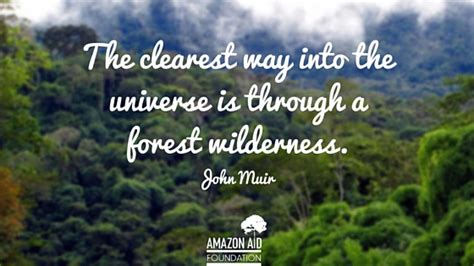 9 Inspiring Quotes About Forests Amazon Aid Foundation