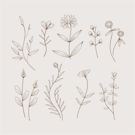 Free Vector Minimalist Botanic Herbs And Wild Flowers In Vintage Style