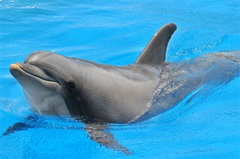 Guía Completa Sobre Delfines En