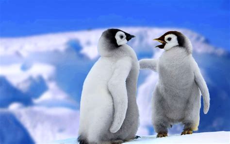 Пингвины Обои Рабочего Стола Telegraph