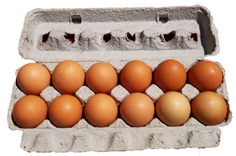 Extra Large Brown Eggs Goffle Road Poultry Farm