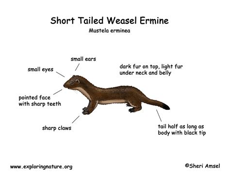 Weasel Short Tailed Or Ermine
