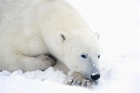Polar Bear Resting Photograph By Richard Wear Fine Art America