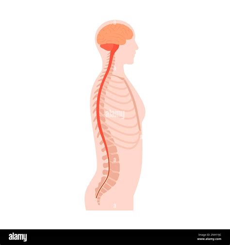 Spinal Cord Anatomy Illustration Stock Photo Alamy