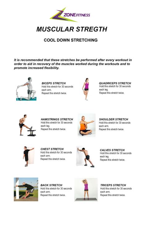 Muscular Strength Cool Down Stretching Zonefitness