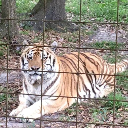 When they came to big cat rescue they initially had them apart, but realized that they needed to be together so they slowly reintroduced (and had all of the cats they 'rescued from the pet trade' were her cats. Big Cat Rescue (Tampa) - 2018 All You Need to Know Before ...