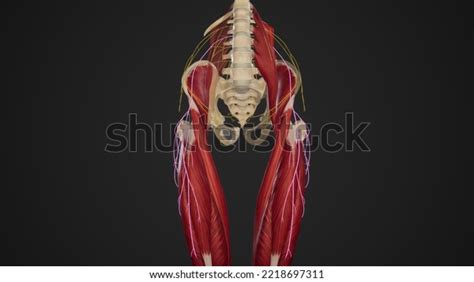 Course Lateral Femoral Cutaneous Nerve3d Rendering Stock Illustration