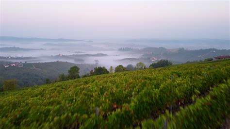 Vineyard Aerial View In Langhe Piedmont Italy 15457410 Stock Video At