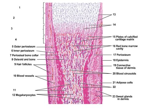 Endochondral Ossification Development Of A Long Bone Panoramic View
