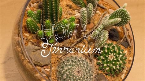 Make A Cactus Terrarium How To Terrarium Ep 4 Youtube