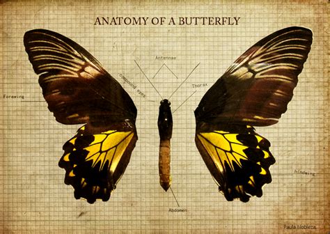 Anatomy Of A Butterfly By Pathetickid04 On Deviantart