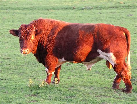 Filebull On Uk Farm 3n06 Wikimedia Commons