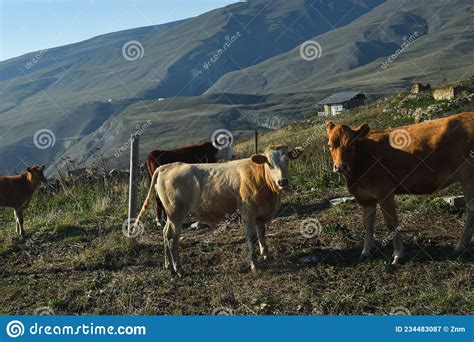 Livestock Of Cows Grazing Animals At Mountain Meadows Pasture Chechnya