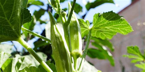 How To Grow Okra Planting Okra Plants In Your Garden