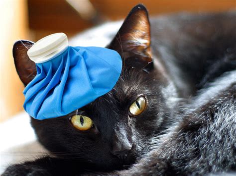 Shop for cat essentials at aldi. Signs Your Cat May Be Sick - Cat Tales