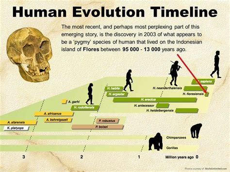 Pin By Robertt On Stem Human Evolution Evolution Human Species
