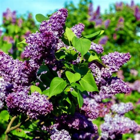 20 Common Lilac Purple Flower Tree Seeds Fragrant Hardy Perennial