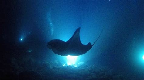 Manta Ray By Night Hawaii Youtube